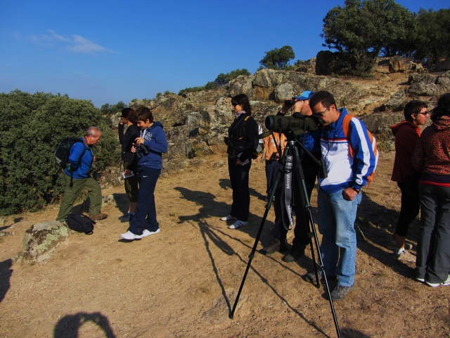 Observation des oiseaux 